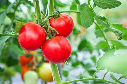 西红柿畸形果是什么原因造成的（为什么有些番茄长得奇形怪状）